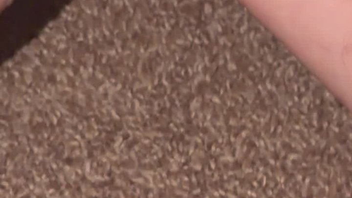 Big Feet ? small dick
